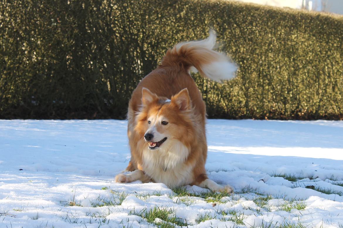 Shetland sheepdog Mille - Foto Julie K. billede 10