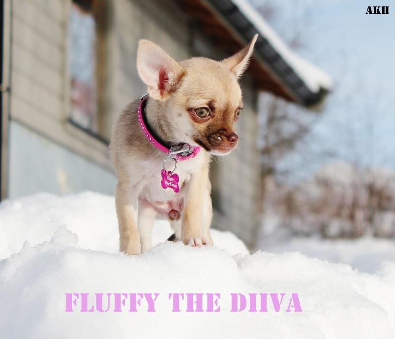 Chihuahua Fluffy The Diiva billede 1