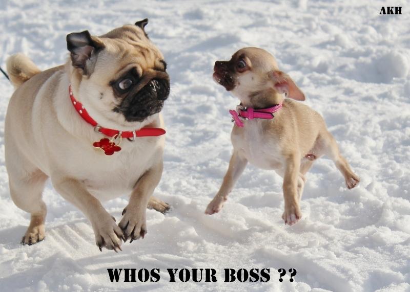 Chihuahua Fluffy The Diiva billede 5