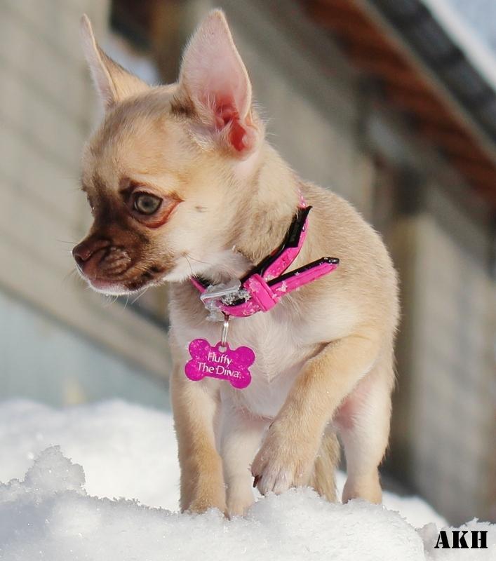 Chihuahua Fluffy The Diiva billede 3