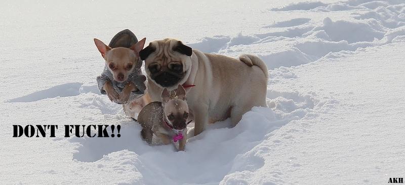 Chihuahua Fluffy The Diiva billede 11