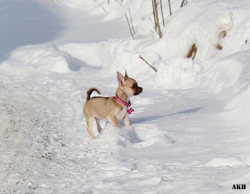 Chihuahua Fluffy The Diiva billede 12