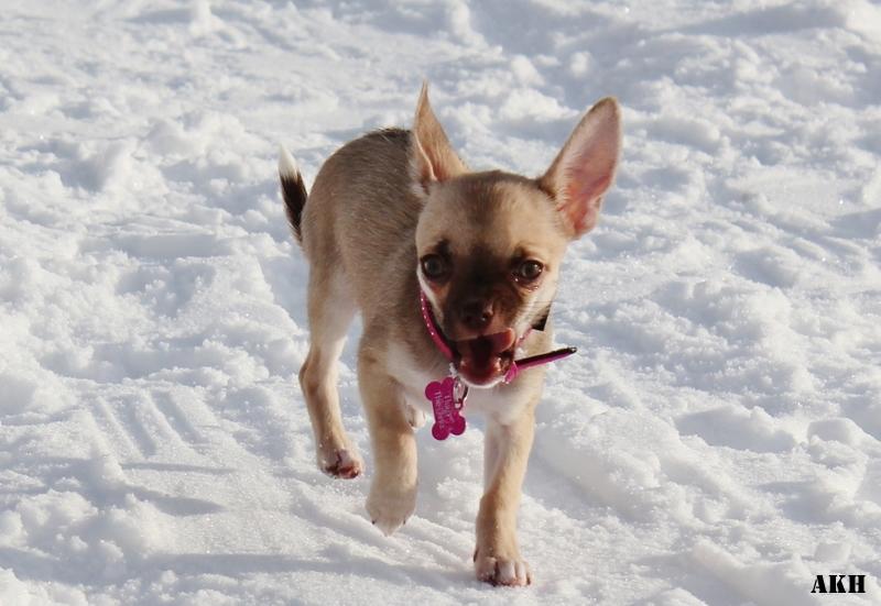 Chihuahua Fluffy The Diiva billede 13