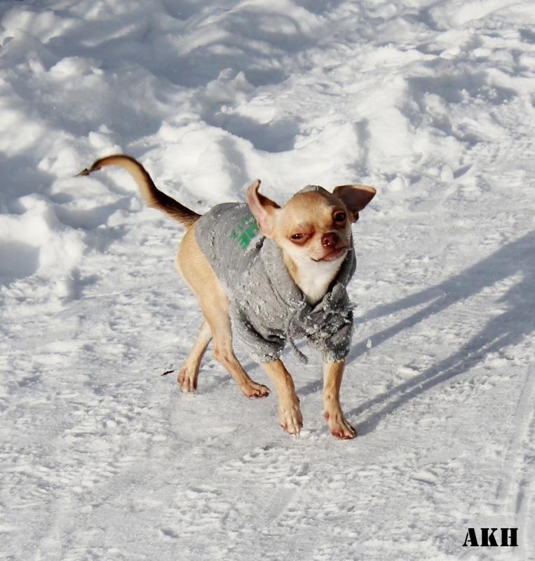 Chihuahua Noobie The Ninja billede 12