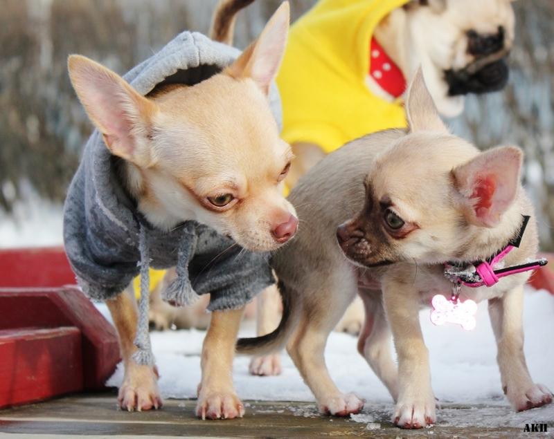 Chihuahua Noobie The Ninja billede 4