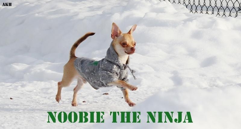 Chihuahua Noobie The Ninja billede 1