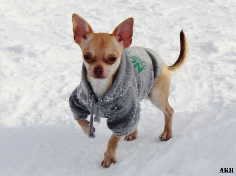 Chihuahua Noobie The Ninja billede 20