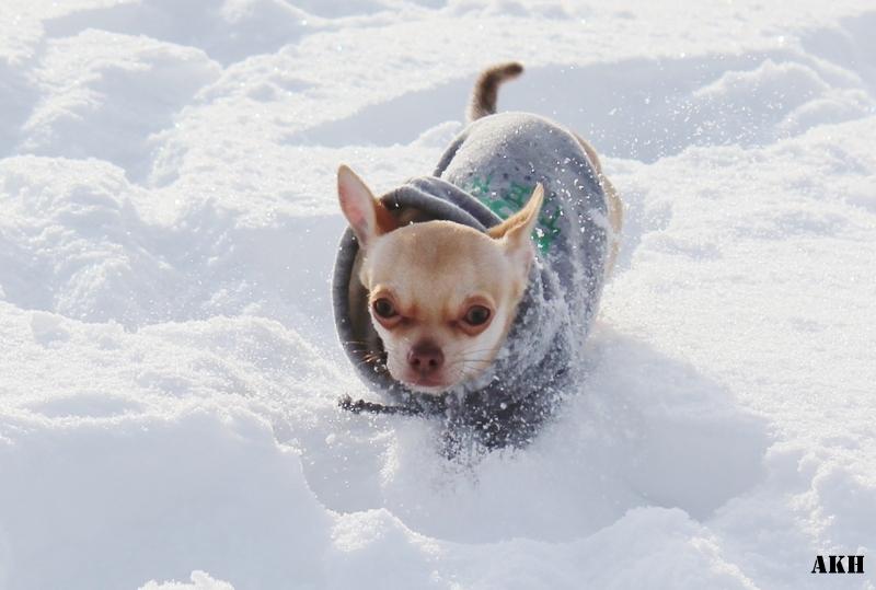 Chihuahua Noobie The Ninja billede 17
