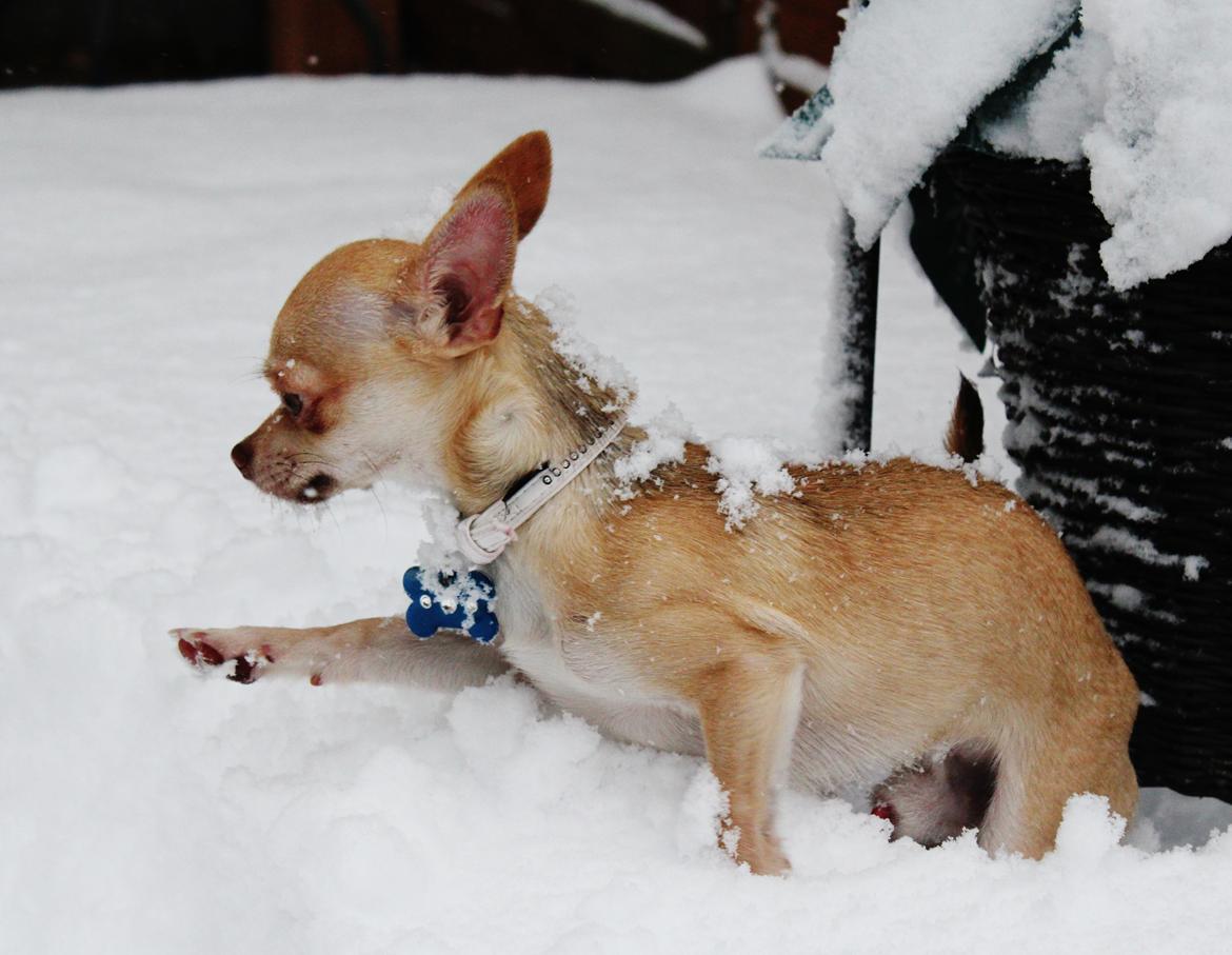 Chihuahua Noobie The Ninja billede 2