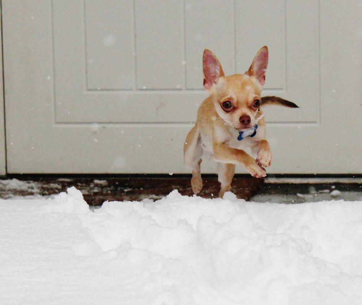 Chihuahua Noobie The Ninja billede 11