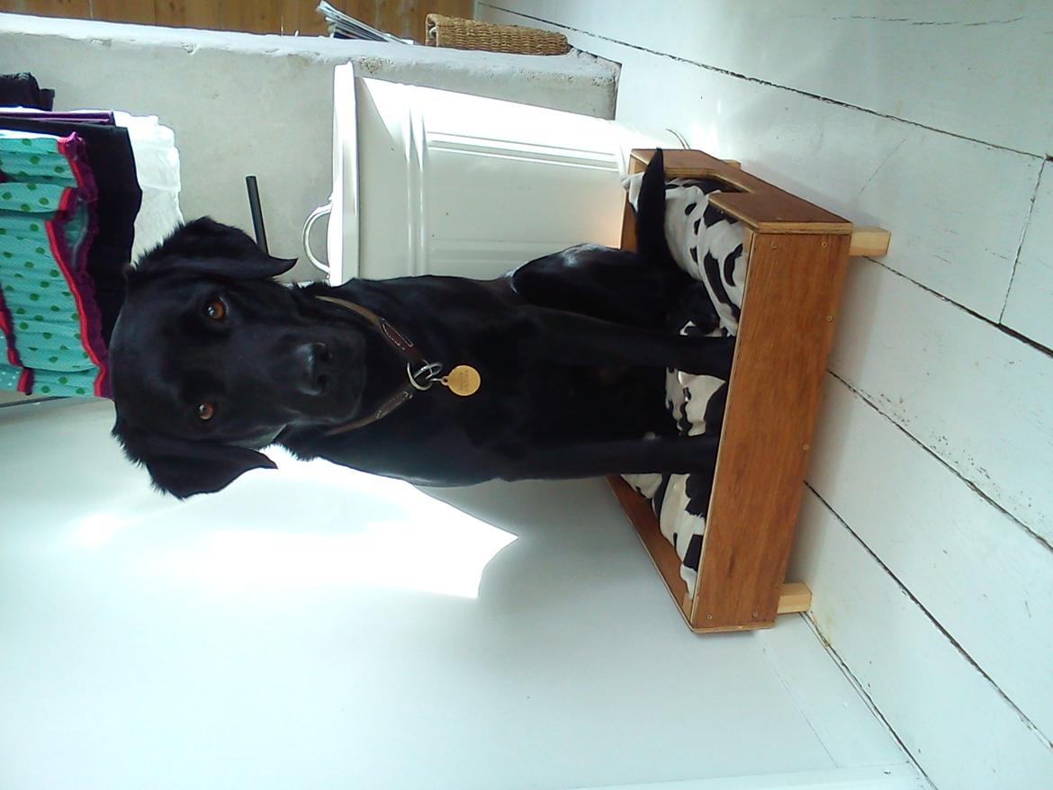Labrador retriever Balder - Hmm syntes du ikk at den der kurv er lidt for lille? <3 billede 2