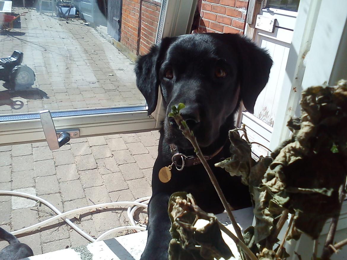 Labrador retriever Balder - Mon man ka komme ind af vinduet? billede 3