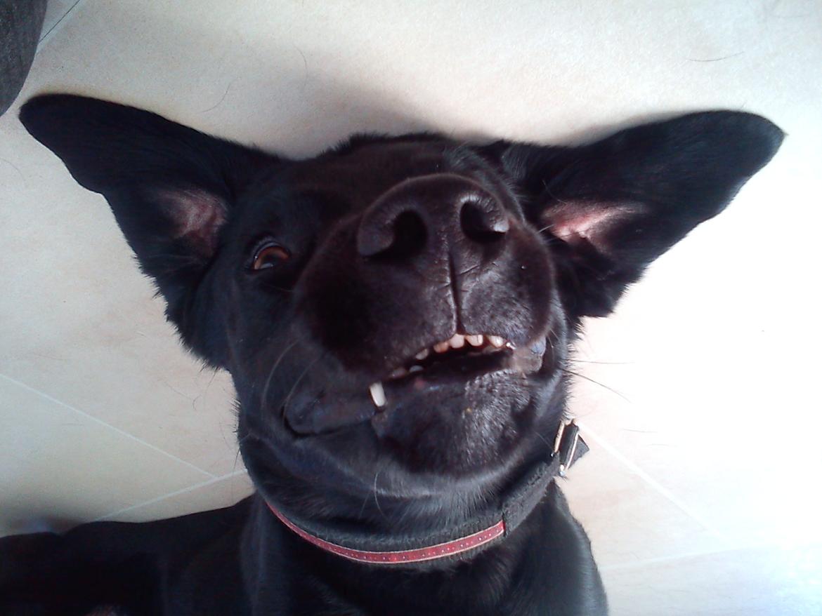 Labrador retriever Balder - FLAGERMUZ<3!
 billede 7