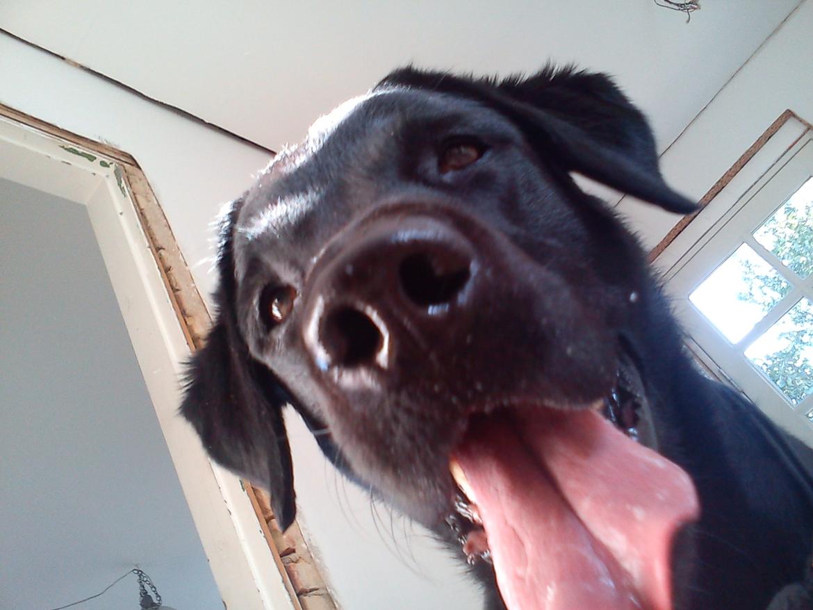 Labrador retriever Balder - Ka' det spises? billede 14