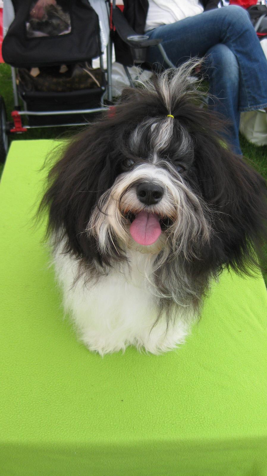 Bichon havanais Casa Birk Hundt's Contador - Hector på udstilling i Vejen, ca 1 år gammel. billede 1