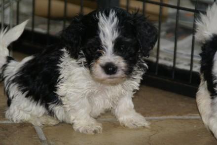 Bichon havanais Casa Birk Hundt's Contador - Hector ca. 6 uger gammel(: billede 2