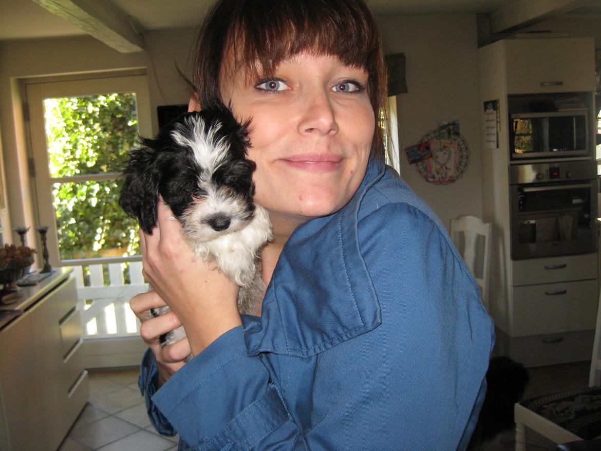 Bichon havanais Casa Birk Hundt's Contador - Så er vi over og hente den lille trold(:
Og det var for mig, kærlighed ved første kram, haha billede 3