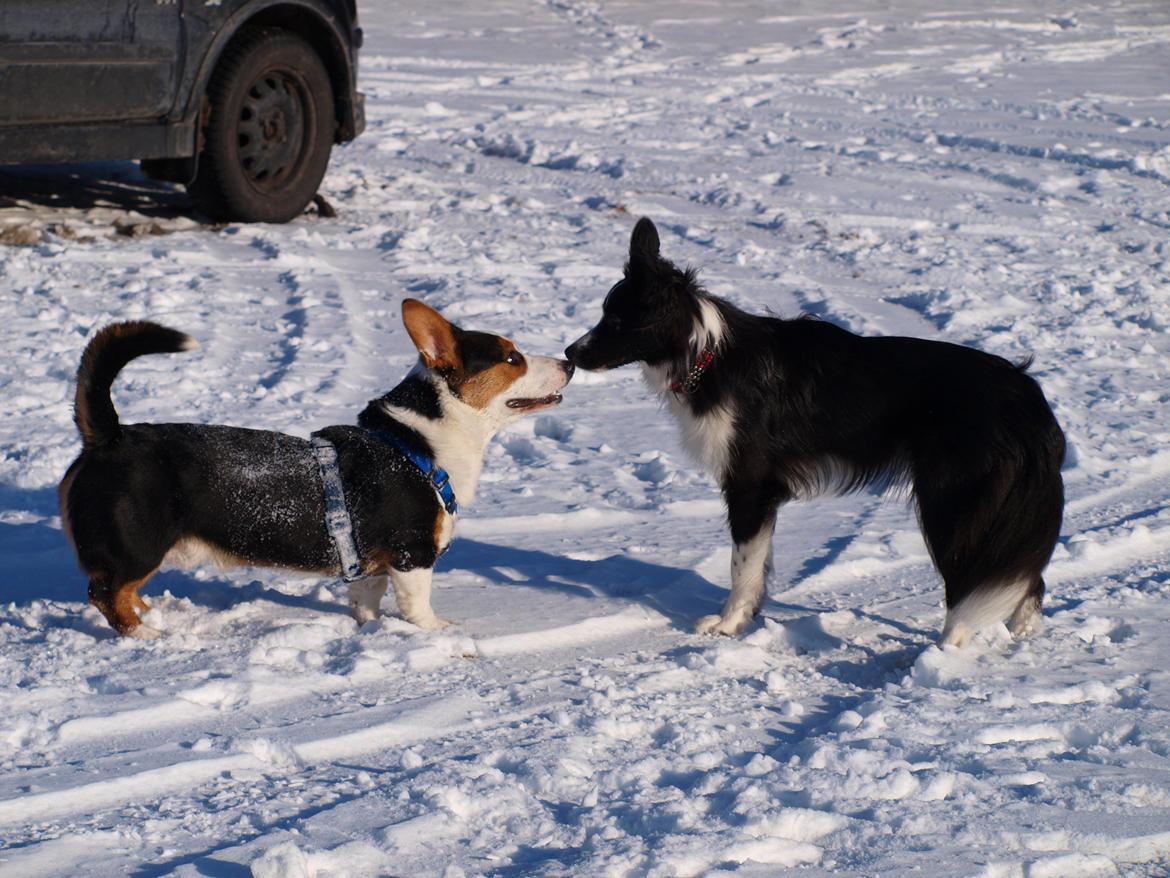 Border collie Gadget billede 1