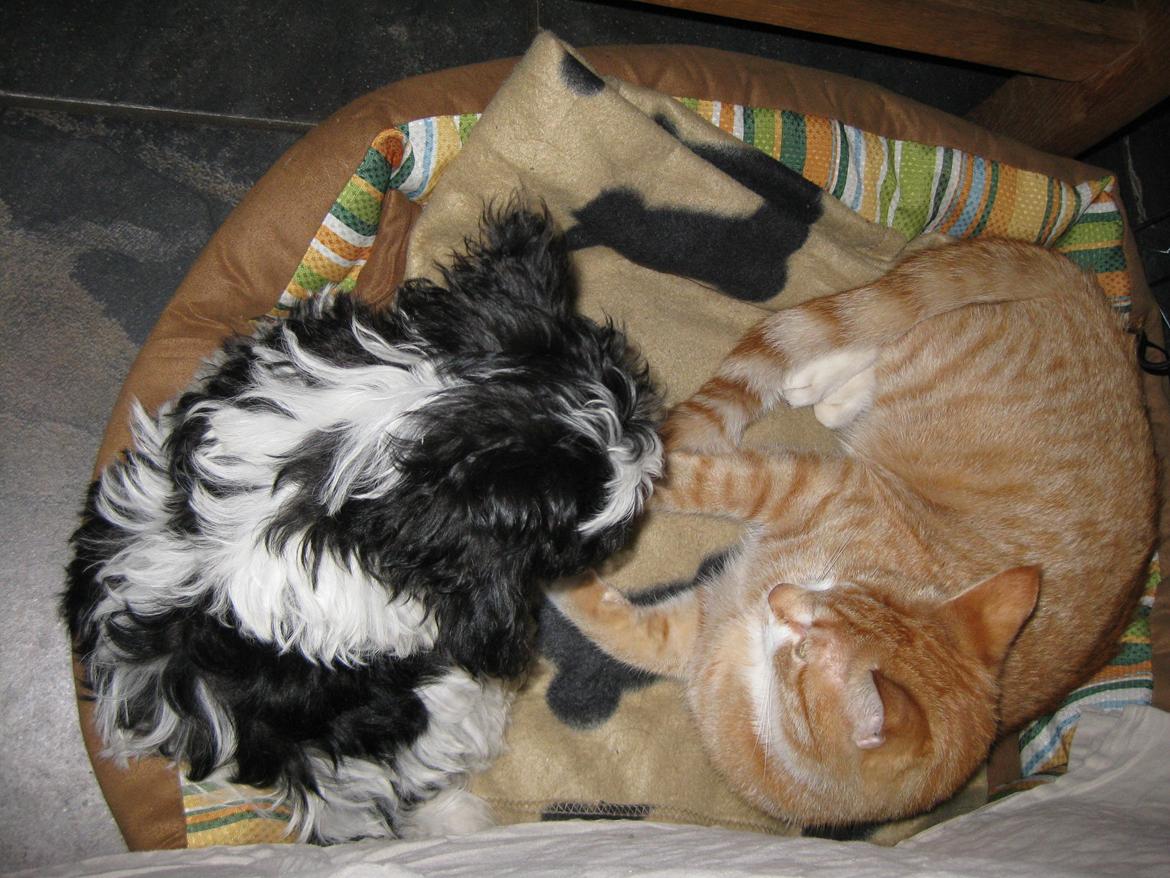 Bichon havanais Casa Birk Hundt's Contador - Hector deler gerne sin kurv med katten Findus(: billede 4