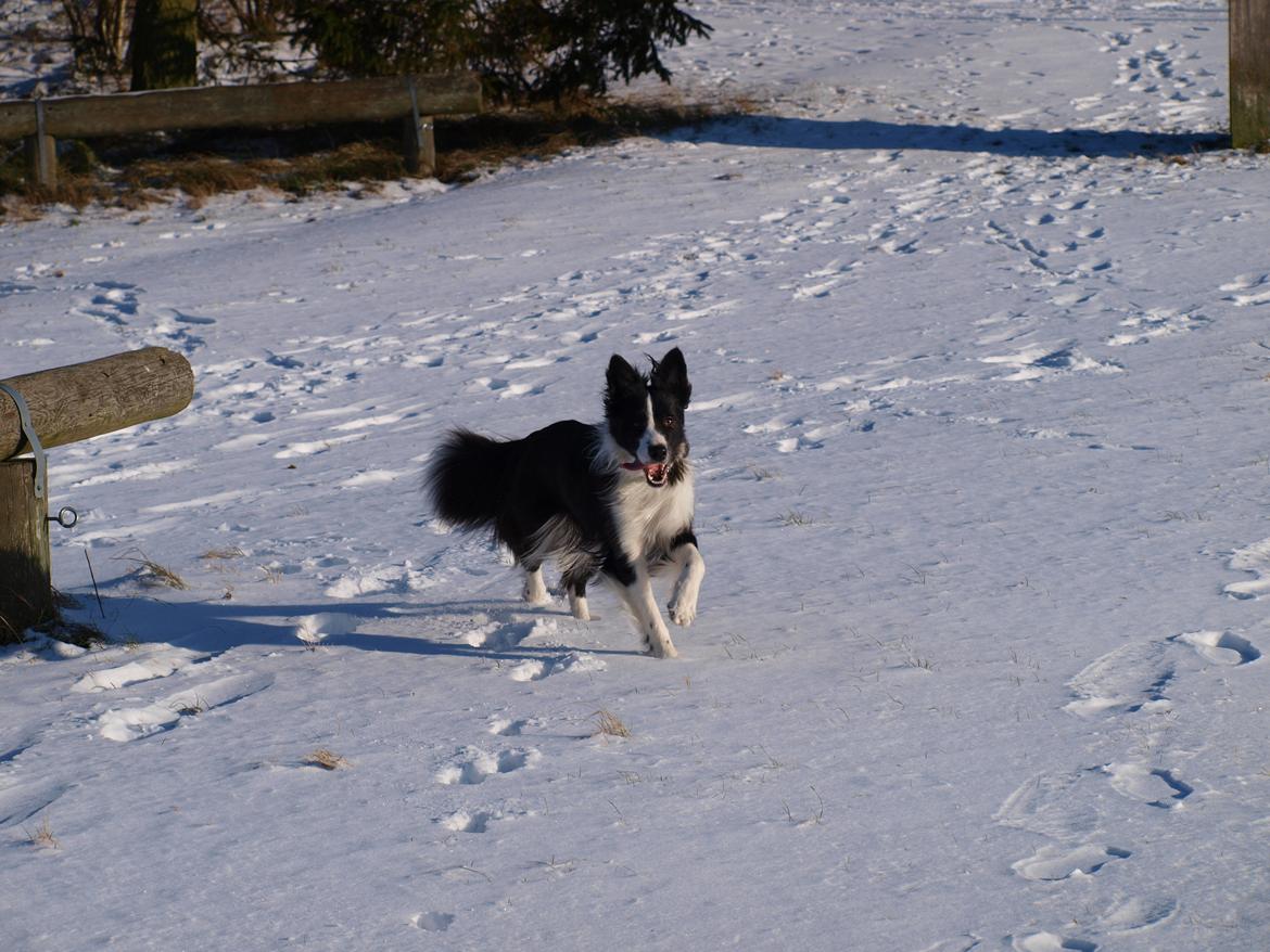 Border collie Gadget billede 2