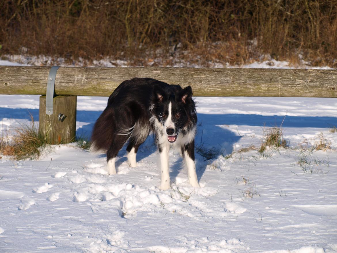 Border collie Gadget billede 3