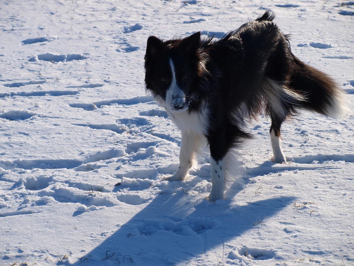 Border collie Gadget billede 4