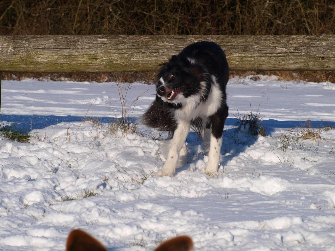 Border collie Gadget billede 5