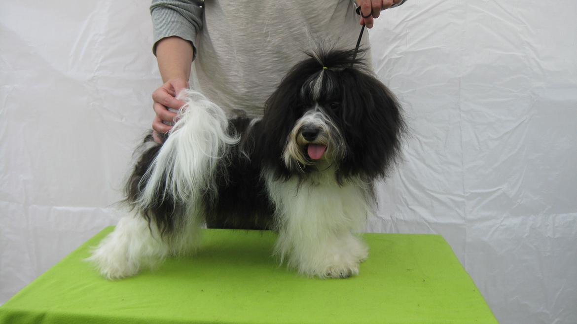 Bichon havanais Casa Birk Hundt's Contador - Hector på udstilling i Vejen ca 1 år gammel, her øver vi lidt i at stå inden vi skal i ringen(:  billede 5
