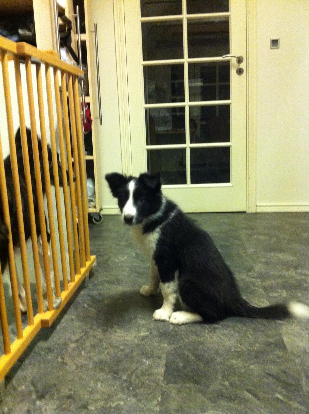 Border collie Gadget billede 6