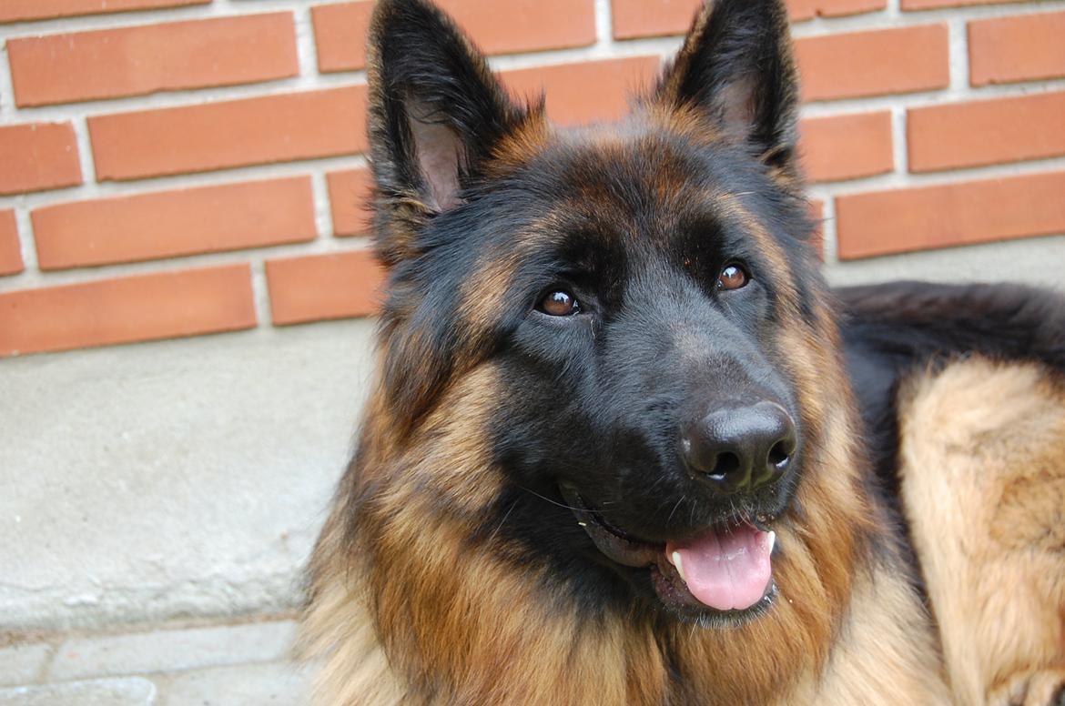 Schæferhund (langhåret)Egåen's Bosco<33 - Hej, velkommen til Boscos profil smid meget gerne en kommentar+bedømmelse?:'D billede 1