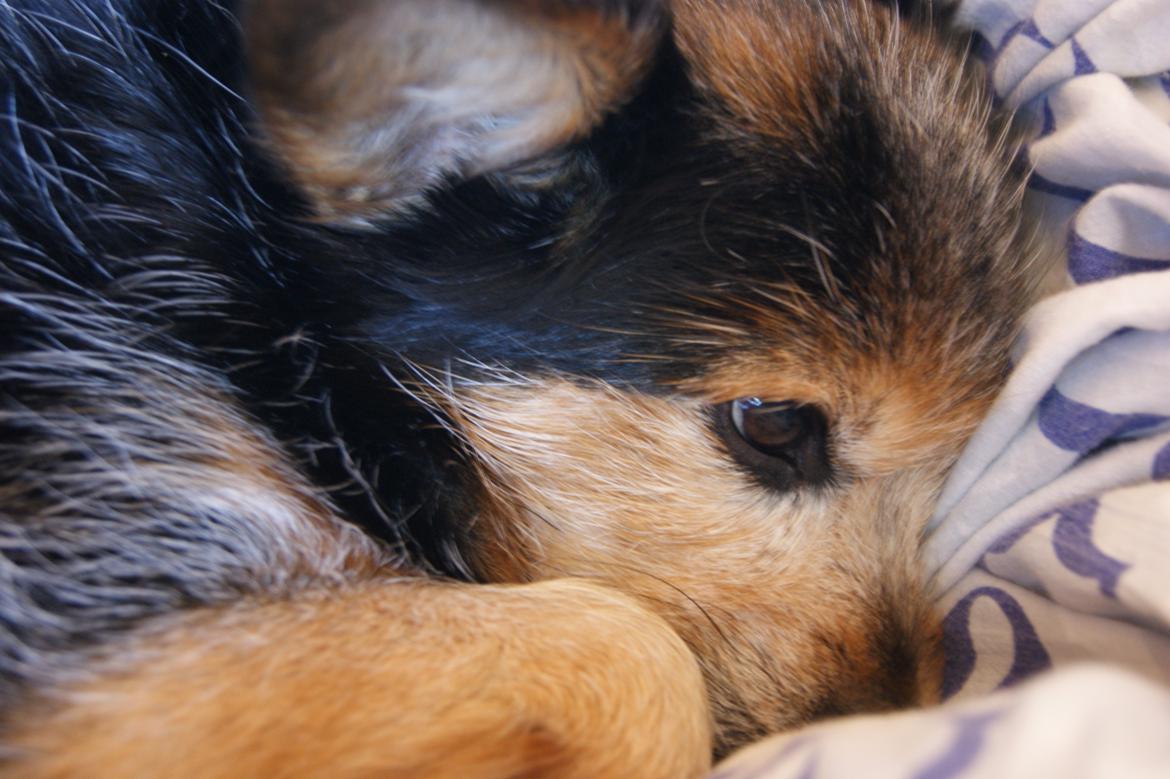 Blanding af racer (Smuth) Yorkshire terrier blandet med Papillon - En lille puttegøj der putter på dynen. billede 1