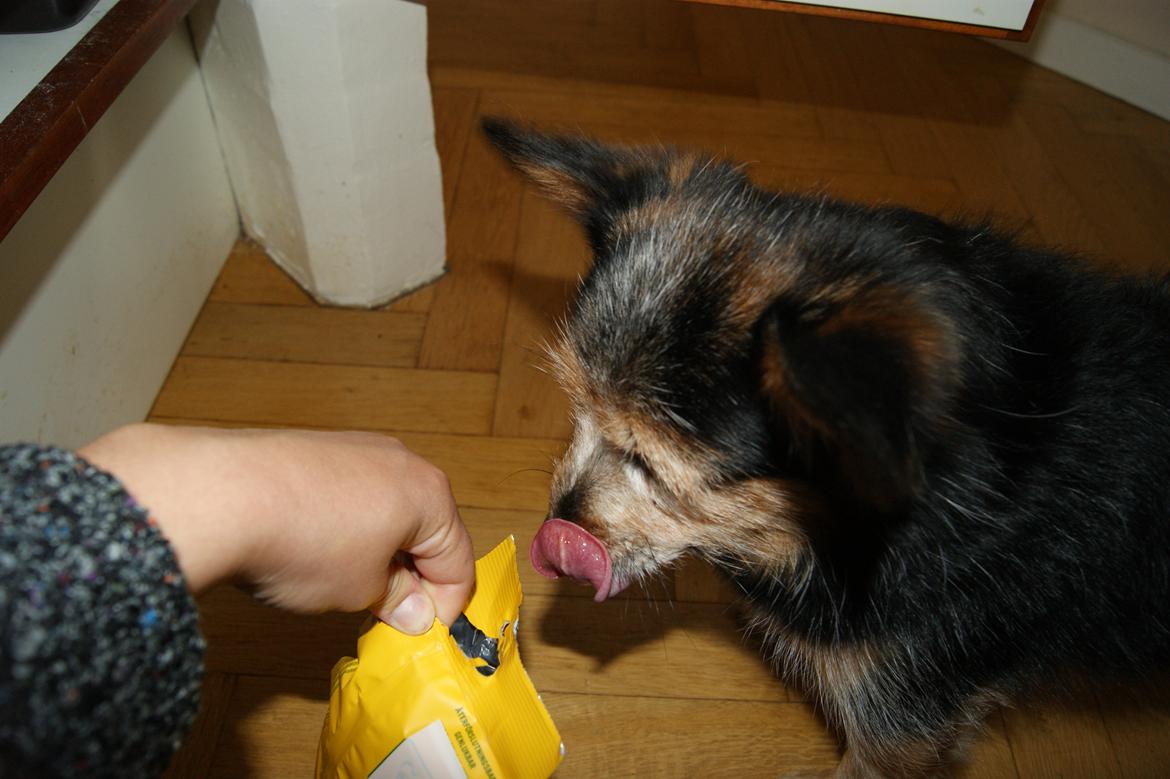 Blanding af racer (Smuth) Yorkshire terrier blandet med Papillon - On nom nom, mums! Godbider er det bedste. Og hvilket skab de ligger i, ved han da udmærket godt :) billede 2