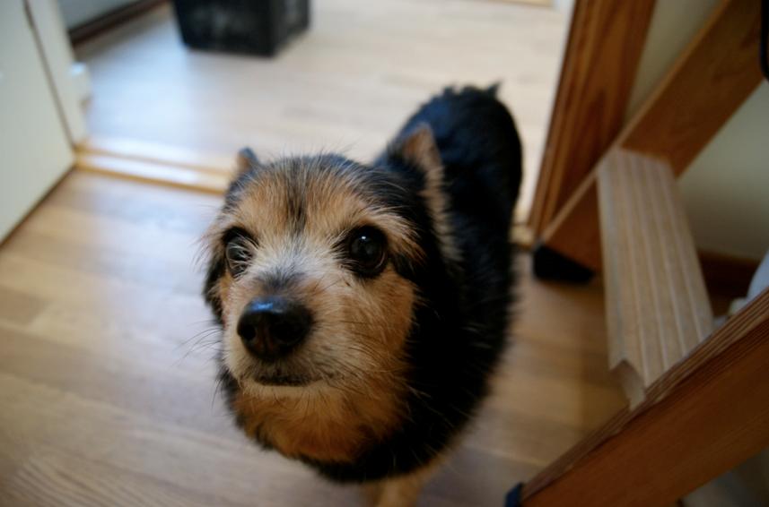 Blanding af racer (Smuth) Yorkshire terrier blandet med Papillon - "Ih lad nu vær med at tage billeder af mig" tænkte han tydeligvis. Men jeg kan ikke lade vær, når han er så sød :) billede 5