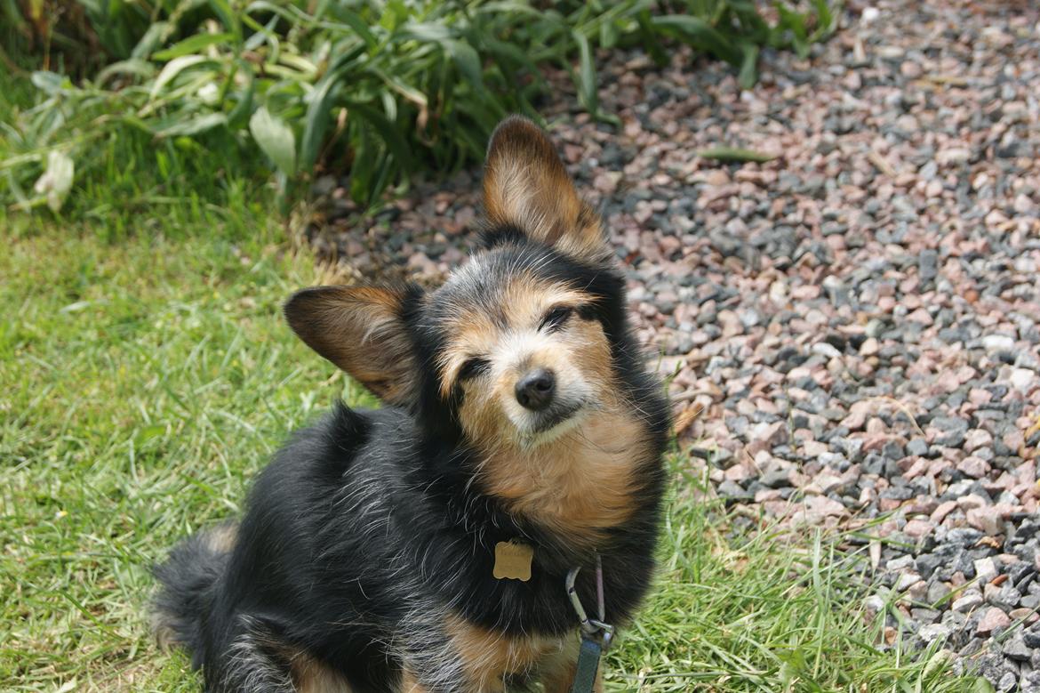 Blanding af racer (Smuth) Yorkshire terrier blandet med Papillon billede 6