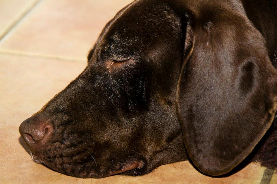 Gammel dansk hønsehund Nuggi - Min smukke prinsesse ligger og nyder gulvvarmen efter en tur i det kolde vintervejr  :-) billede 15