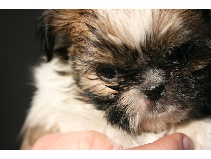 Shih tzu Gizmo ( blue shih tze ) billede 1