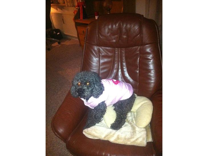 {{currentPhoto.altText}} billede {{currentPhoto.number}}