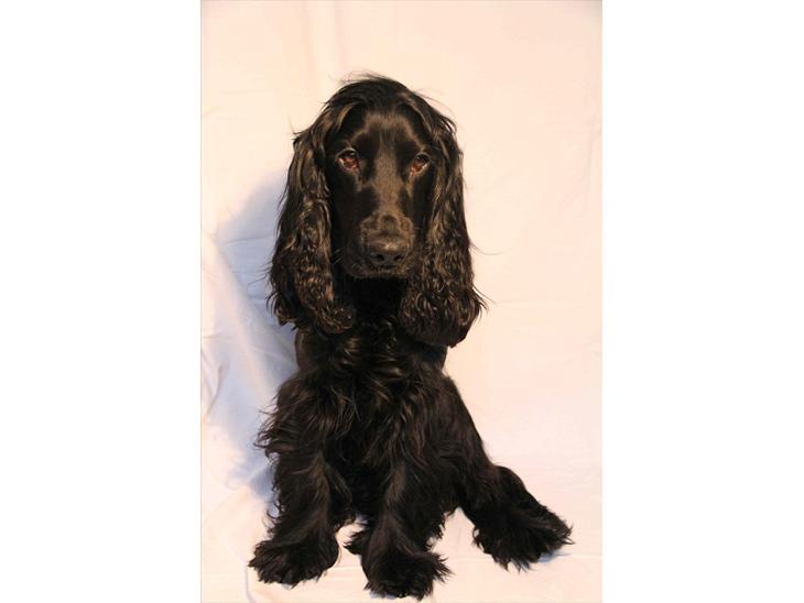Cocker spaniel Louis billede 1