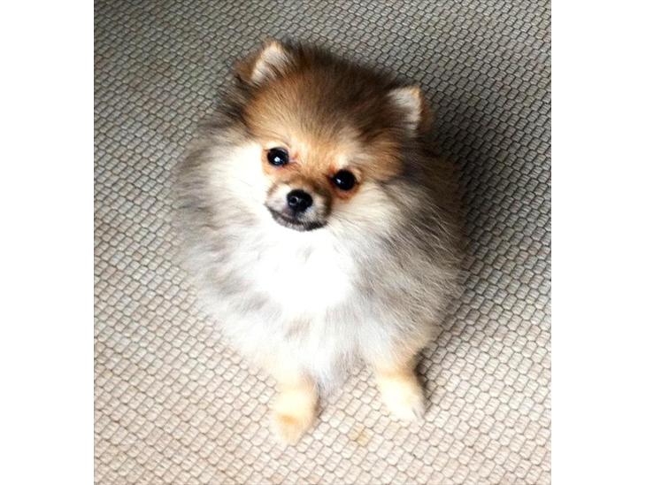 {{currentPhoto.altText}} billede {{currentPhoto.number}}