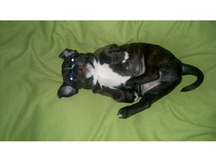 {{currentPhoto.altText}} billede {{currentPhoto.number}}