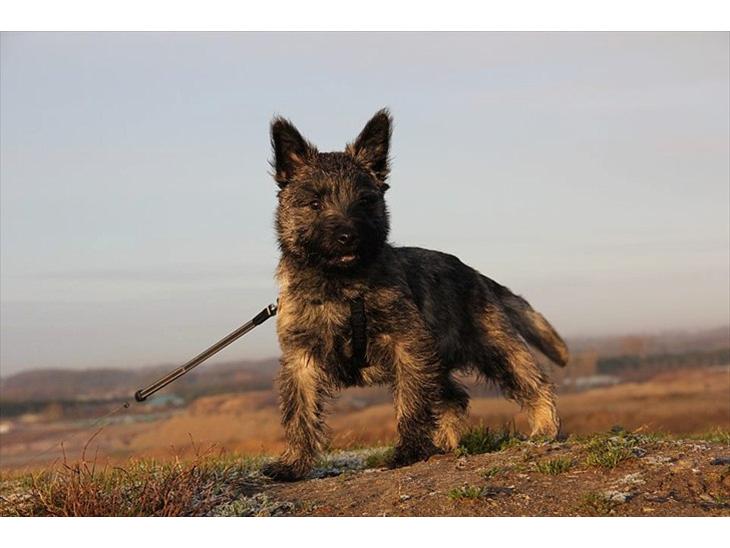 Cairn terrier Ankercairn Karlos billede 1