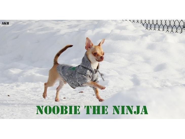 Chihuahua Noobie The Ninja billede 1