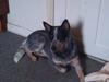Australsk cattledog Pepsi