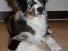 Australian shepherd Godrumgaard´s Jason