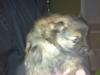 Pomeranian Futte