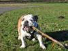 Engelsk bulldog Balto RIP 11/6-21