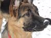 Schæferhund Ravneock´s O Dini