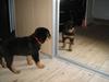 Rottweiler Emma