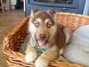 Siberian husky Kato [Tidl. hund]