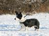 Welsh corgi cardigan Loke ( Bruunshåbs Loke)